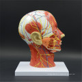 Attractive appearance model of brain anatomical model